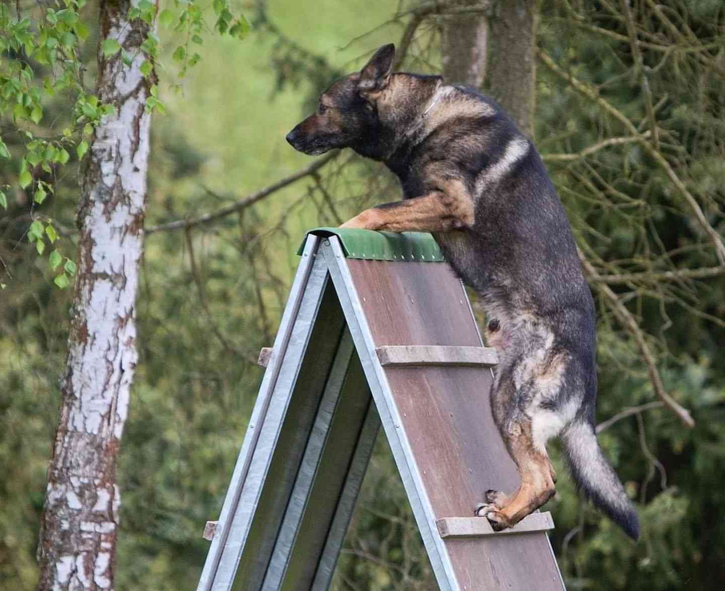 Fotografia článku Majstrovstvá Väzenskej služby ČR v špecialnej kynológii