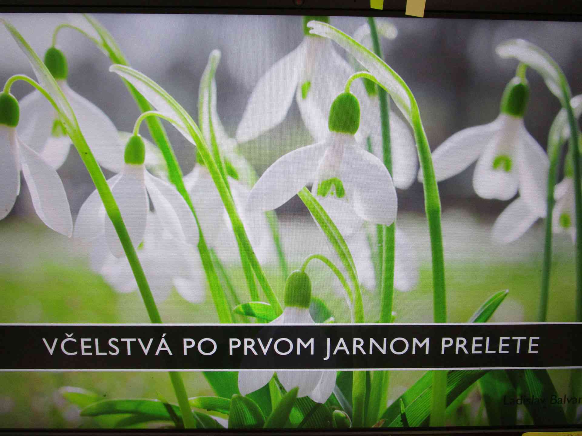 Fotografia článku SVETOVÝ DEŇ VČIEL AJ VO VÄZENÍ: Rozprávali sme sa o včelách a ich význame