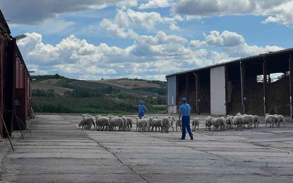 Fotografia článku Poľnohospodárska činnosť v Sabovej je už od roku 1998. Odsúdení pestujú až 17 druhov zeleniny