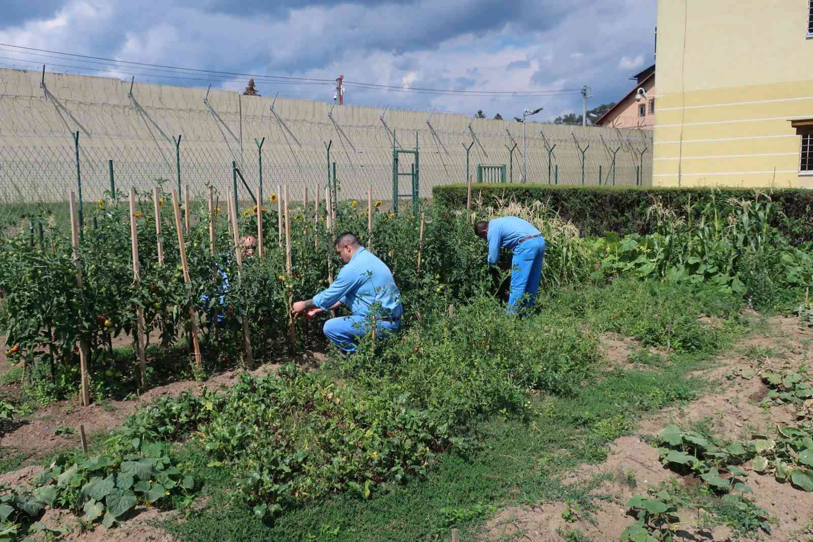 Fotografia článku Agroterapia vo výstupnom oddiele